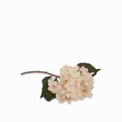 Hortensia crema