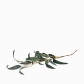 Racimo eucalipto 68cm