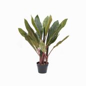 Planta dracena